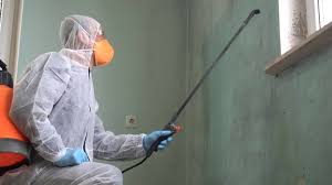 Best Black Mold Removal  in Baldwin, FL