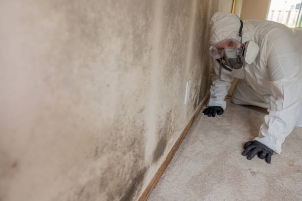  Baldwin, FL Mold Removal & Remediation Pros